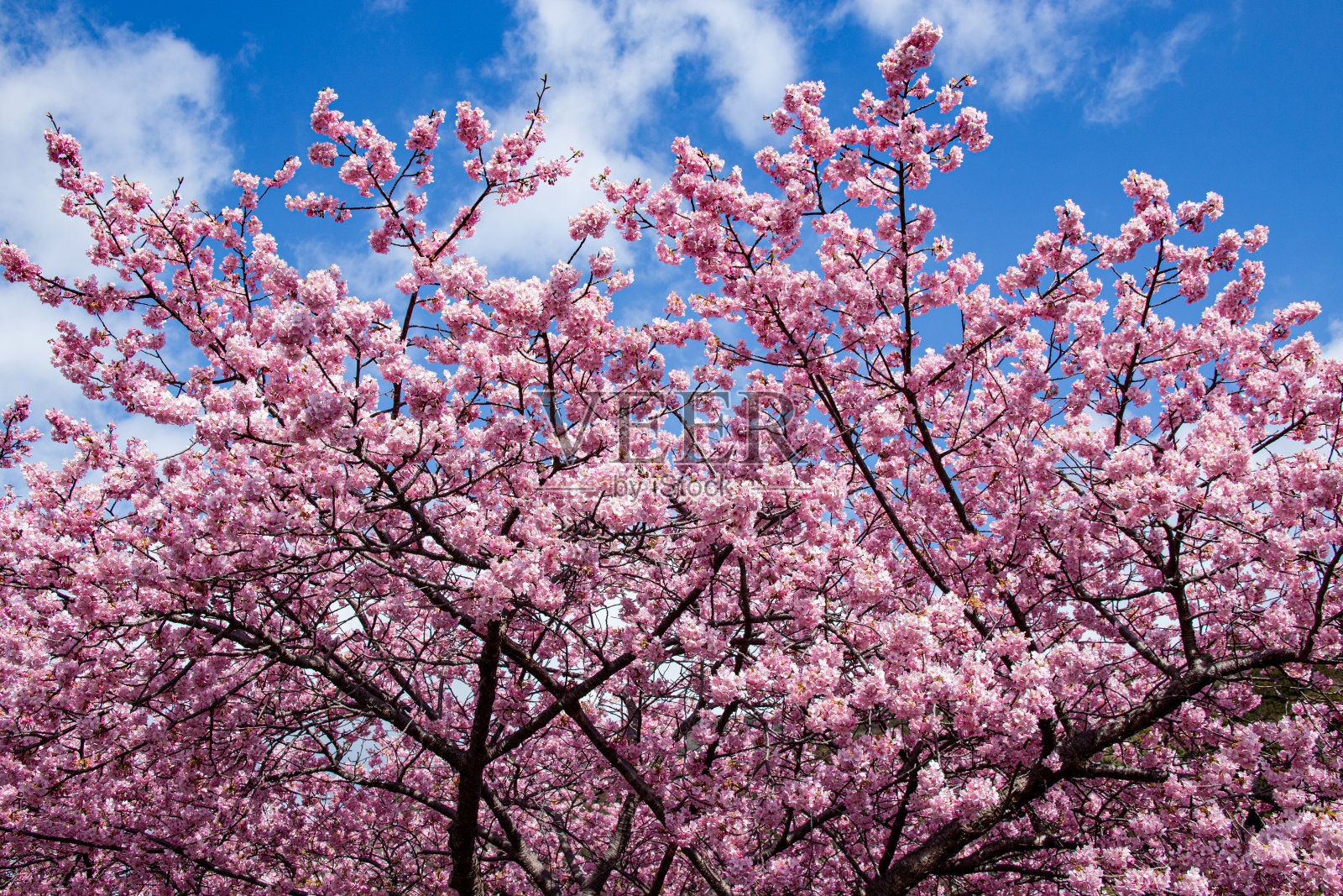 美丽的川边樱花盛开在早春的日本。照片摄影图片