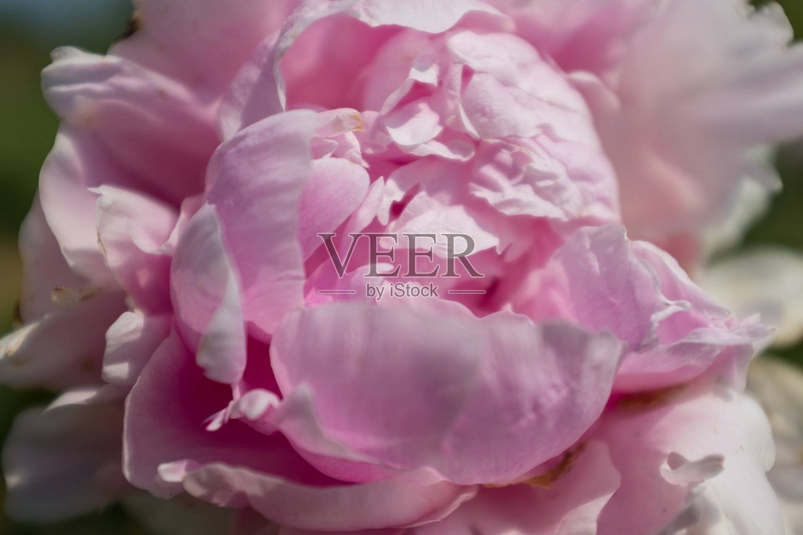 阳光明媚的日子里粉红色的牡丹花蕾，特写镜头。节日快乐，恭贺新禧。牡丹大花蕾海报，日历，帖子，屏保，壁纸，卡片，横幅，封面，网站照片摄影图片