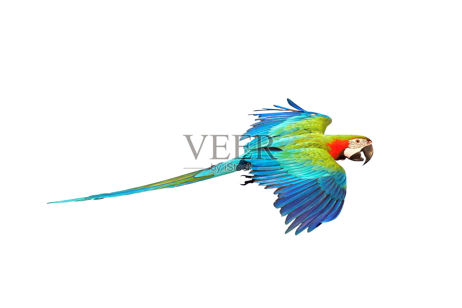 鹦鹉照片摄影图片