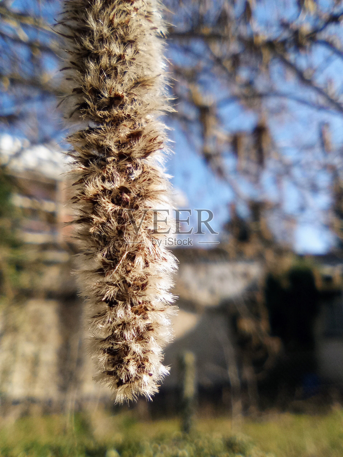 春天树上柳絮的微距摄影照片摄影图片