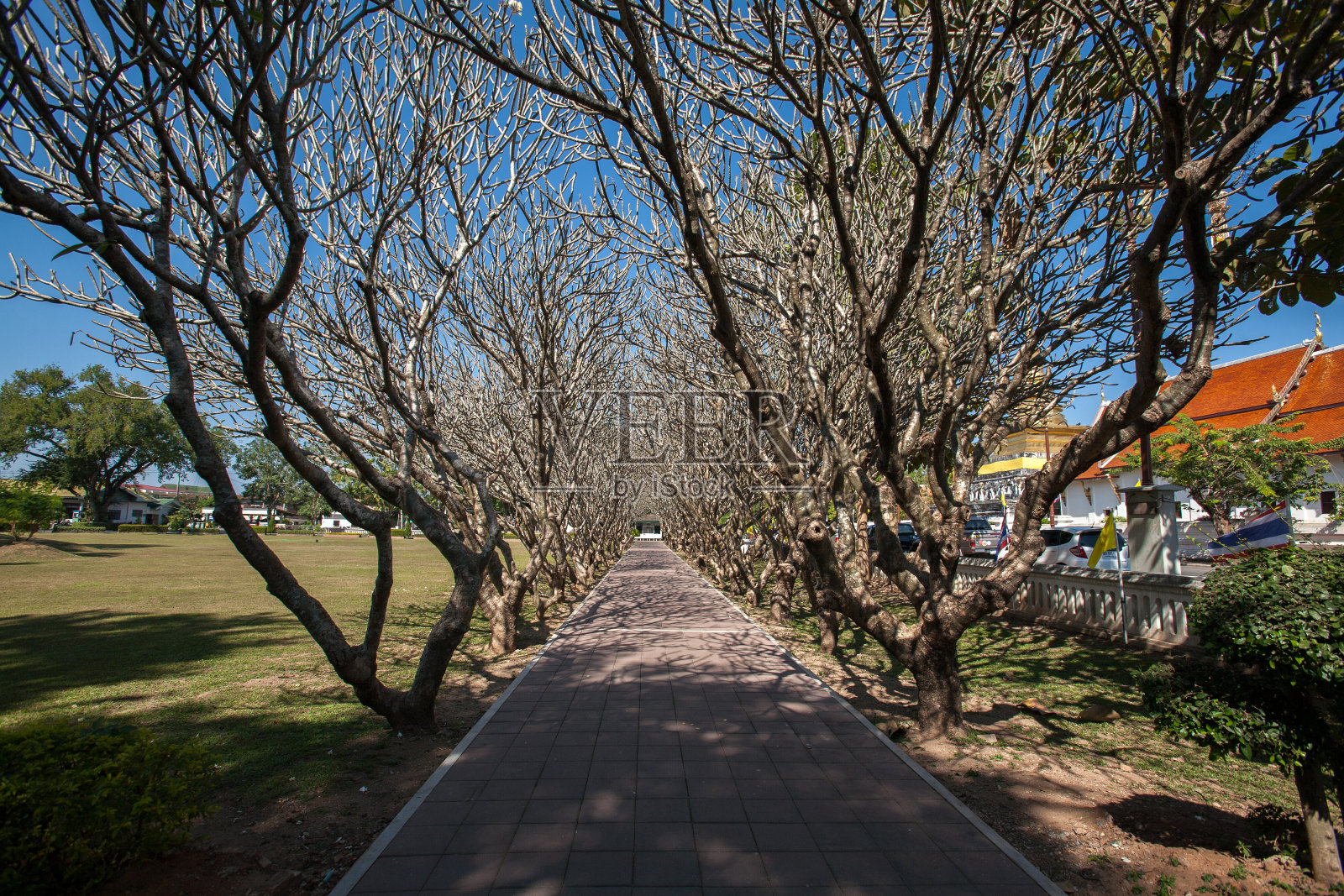 泰国南省的干树人行道照片摄影图片