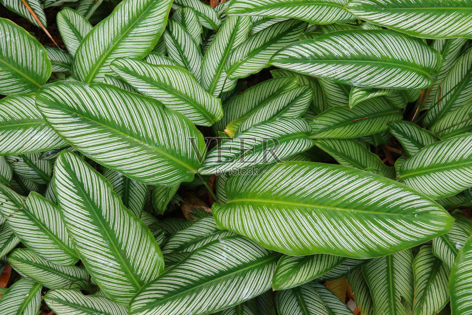 热带丛林树叶背景照片摄影图片