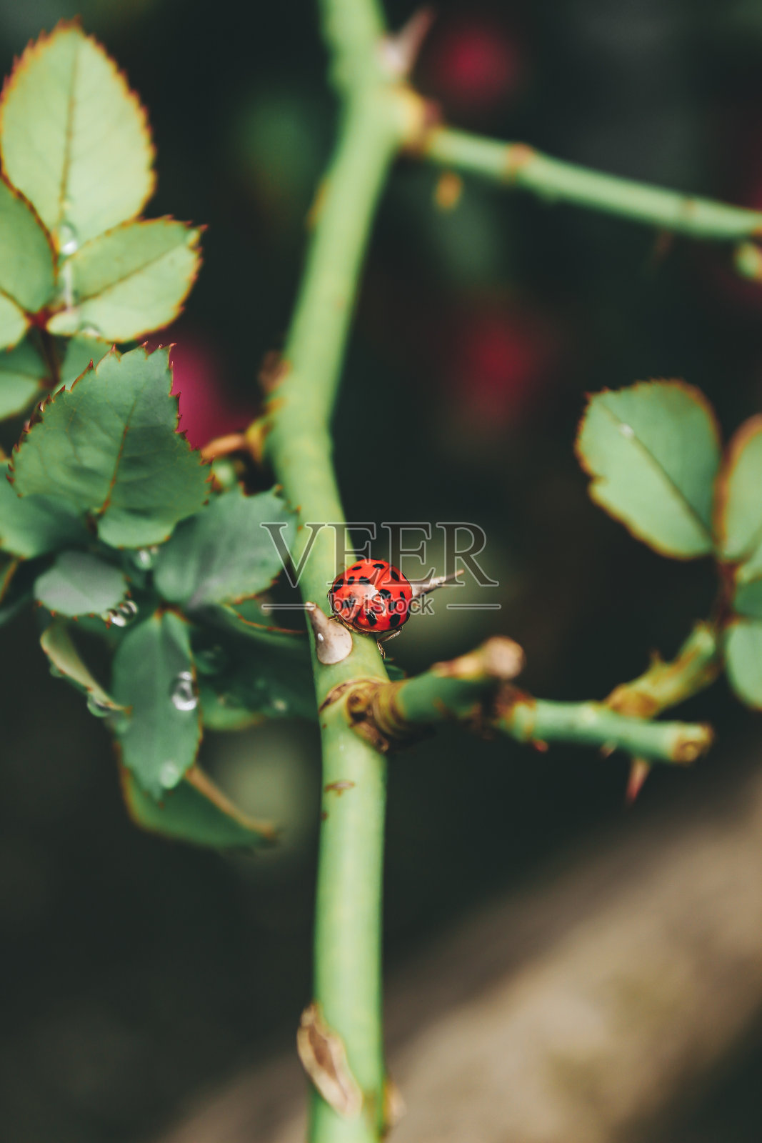 瓢虫照片摄影图片