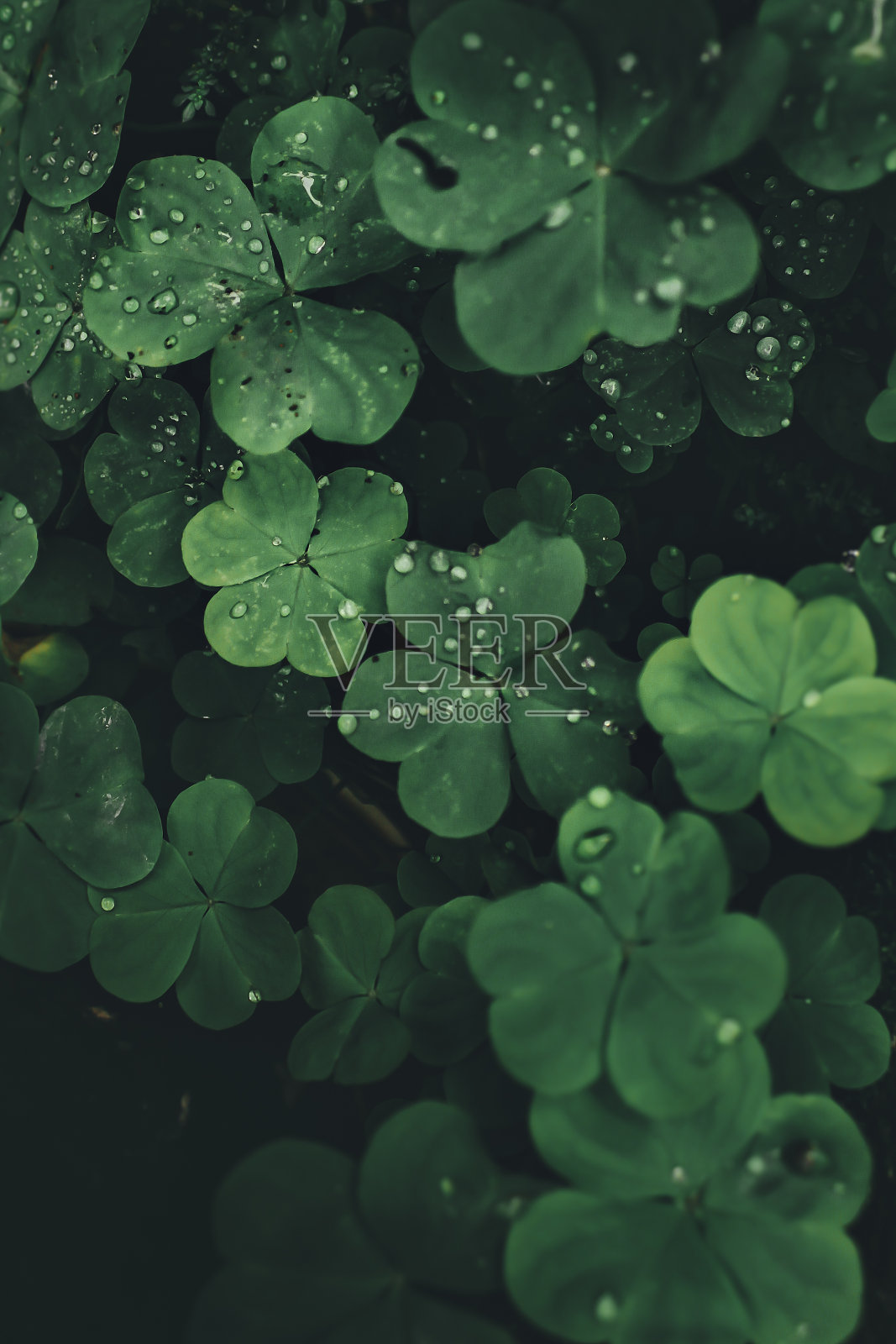 雨滴照片摄影图片