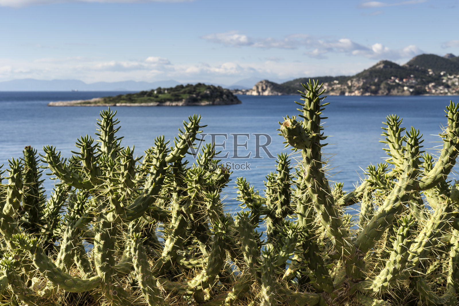 大海背景下的仙人掌照片摄影图片