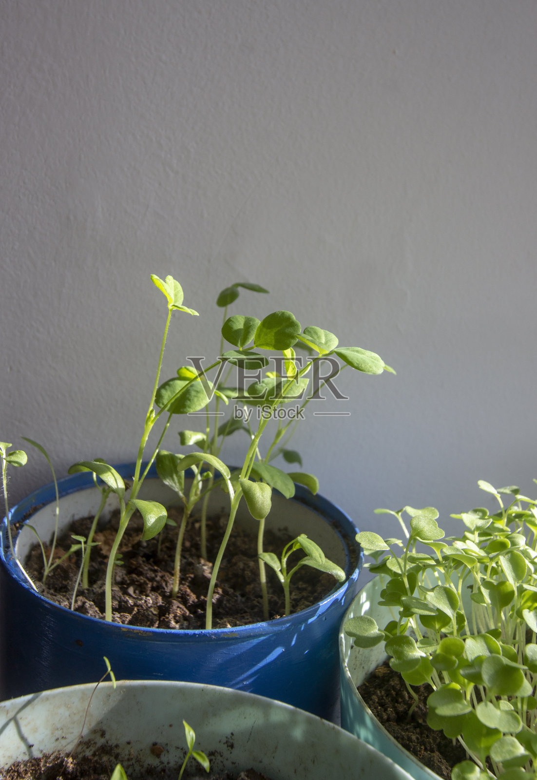 窗台上放着葫芦巴、芝麻菜和欧芹照片摄影图片