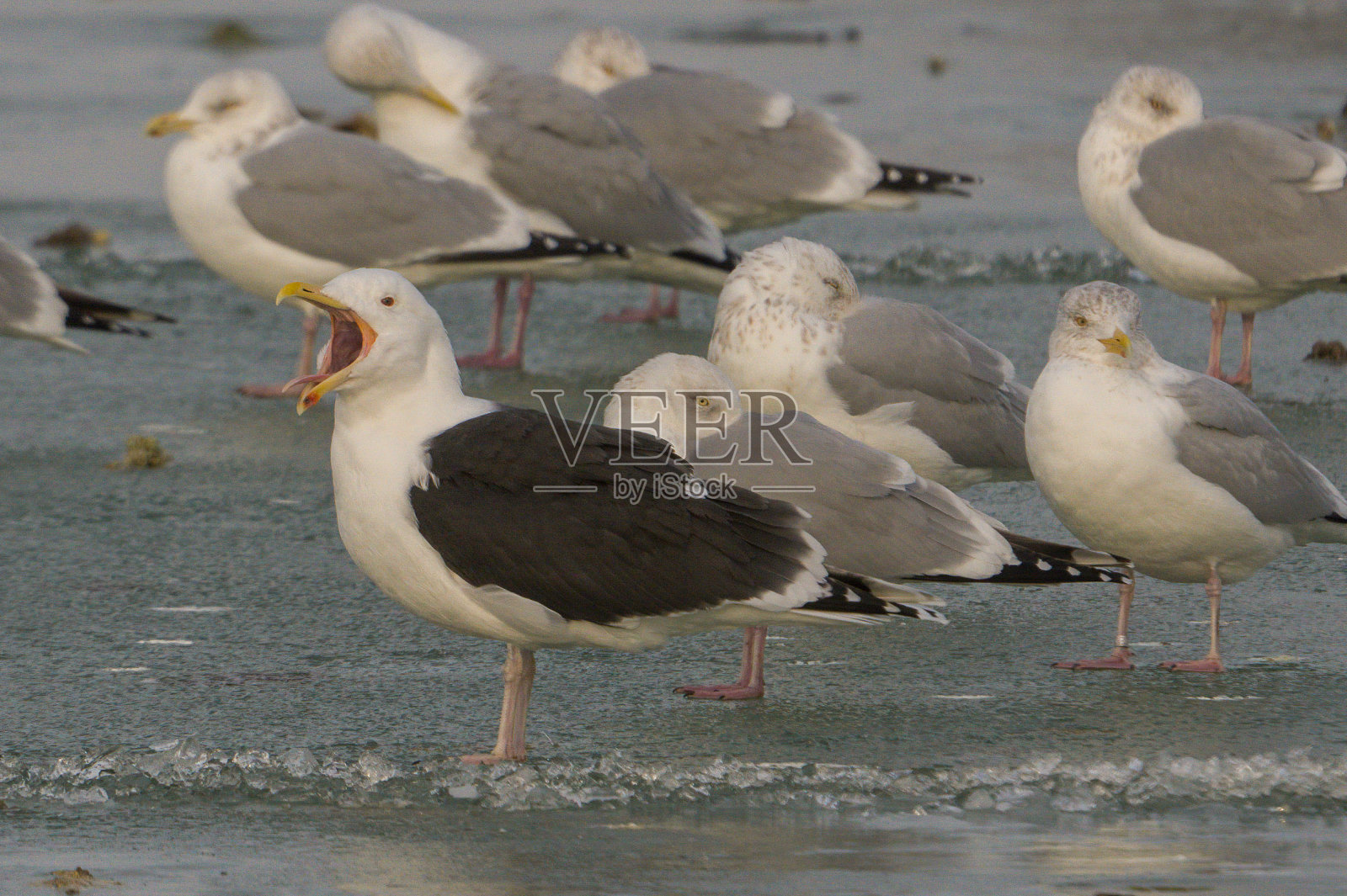 张开照片摄影图片