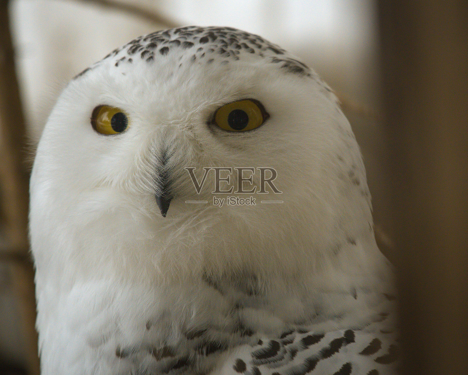 白雪皑皑的肖像照片摄影图片