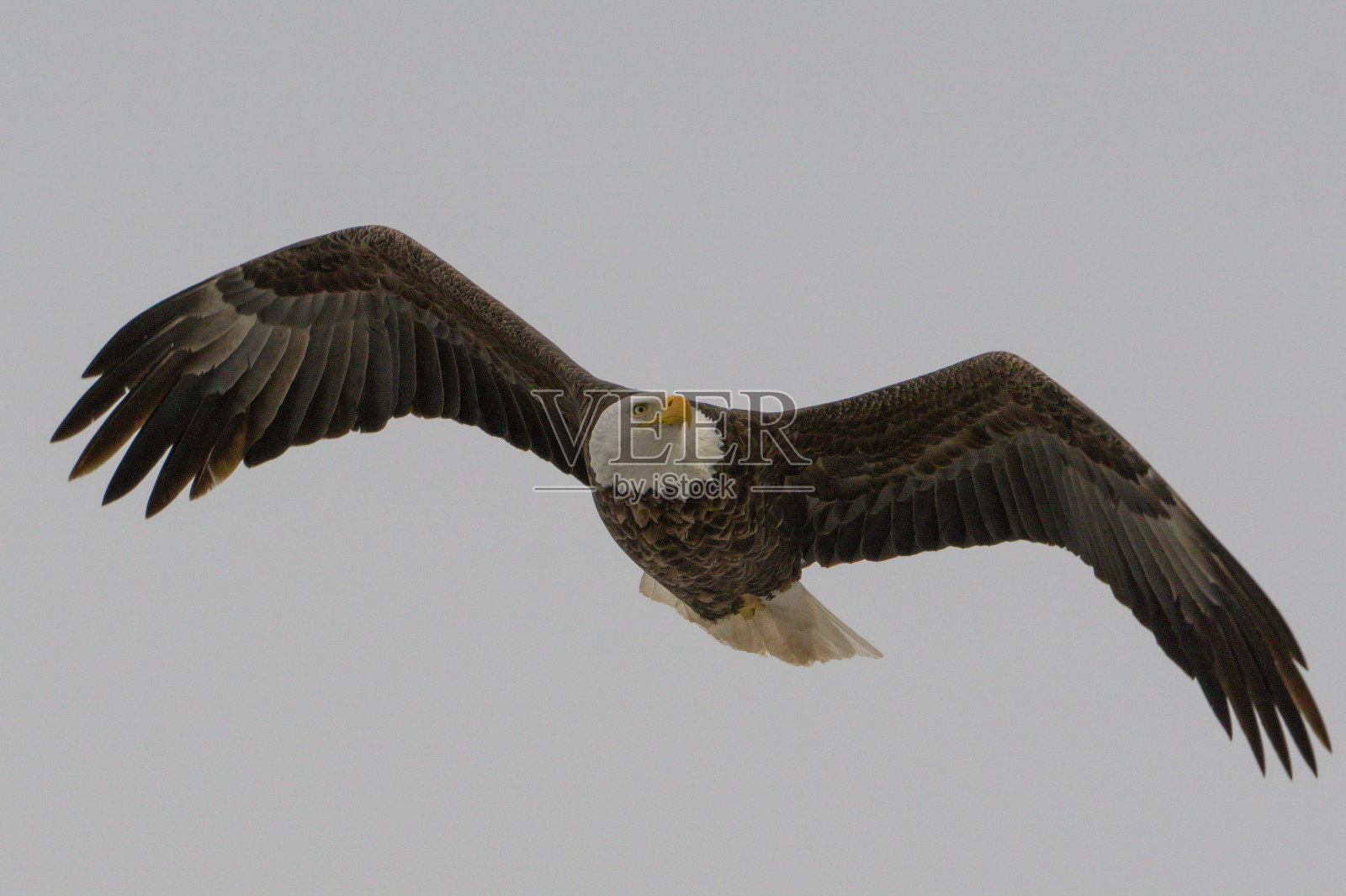 雄伟的飞行照片摄影图片