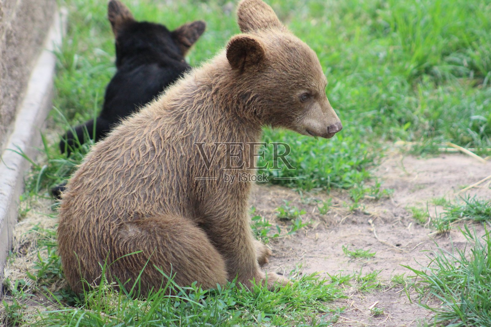 小熊照片摄影图片