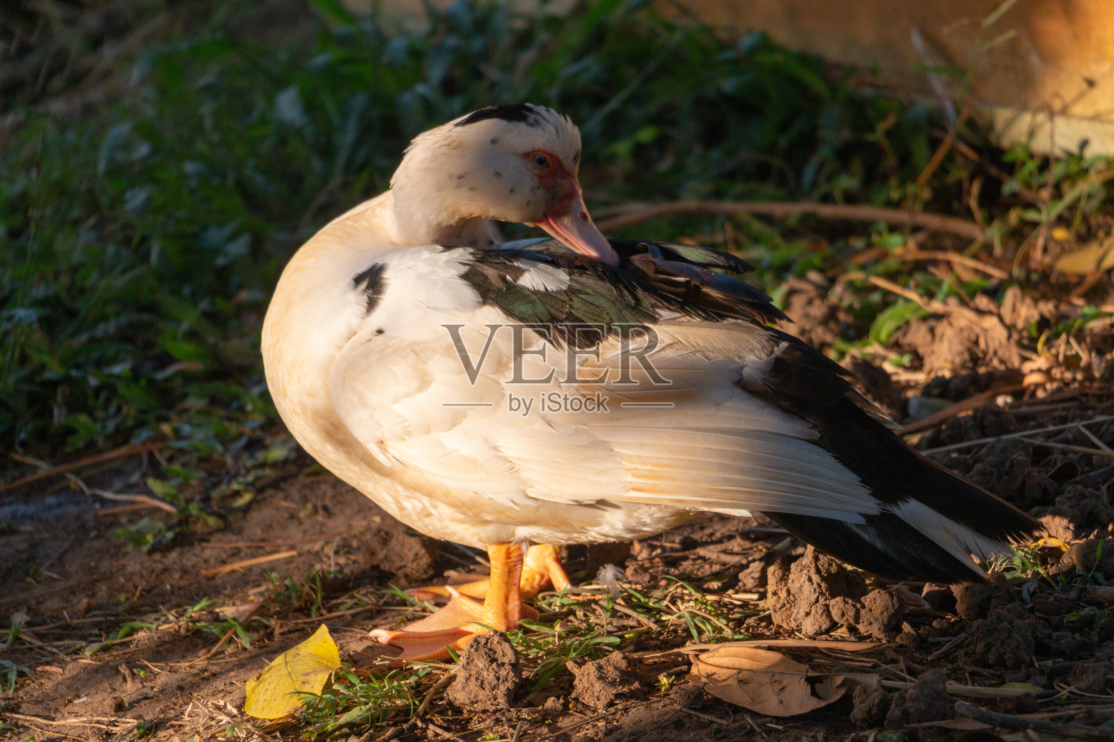 鸭子的土地照片摄影图片