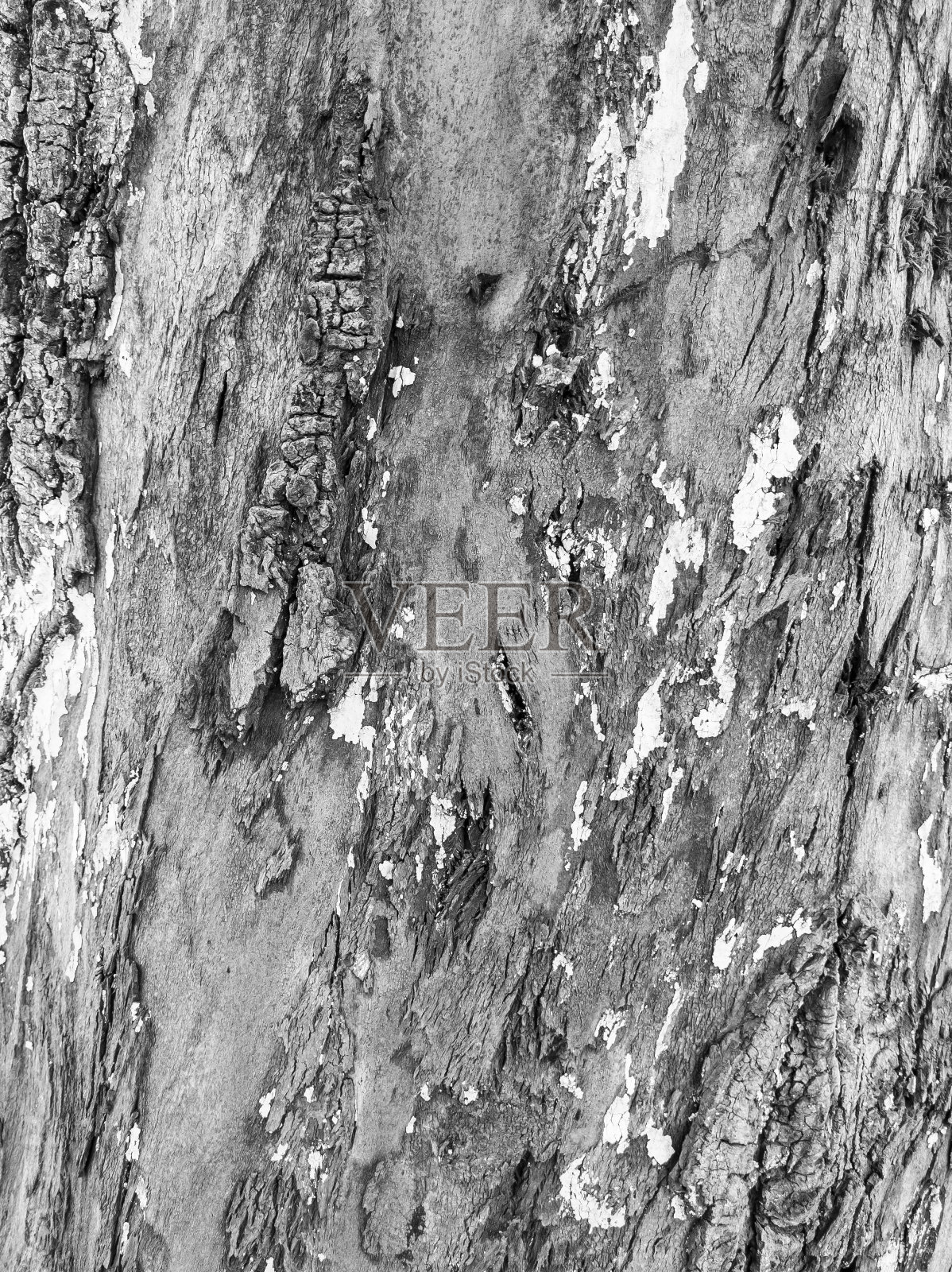 近距离观察树皮。高质量的图片。微距镜头。黑白效果照片摄影图片