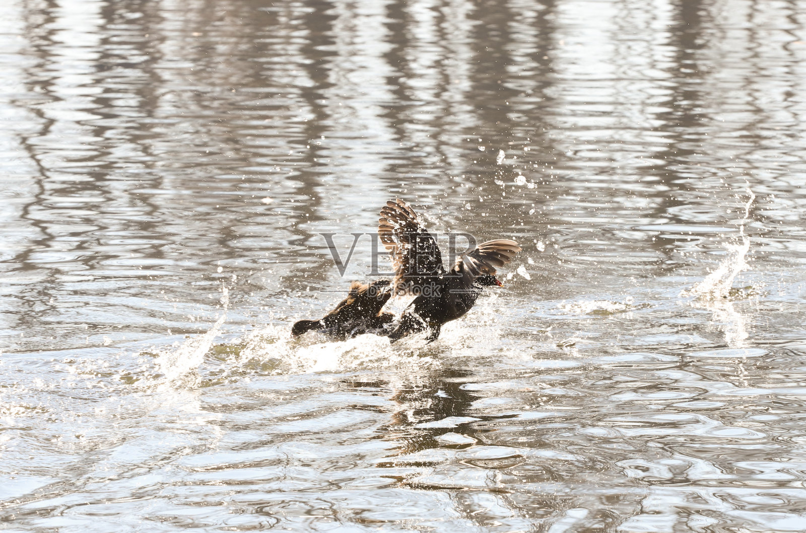 在形成强烈对比的光线和太阳耀斑的湖中的松鸡照片摄影图片