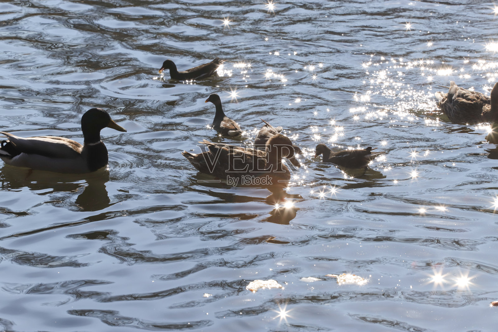 水鸟，野鸭，野鸭和松鸡，在对比鲜明的光线和太阳耀斑的湖中照片摄影图片