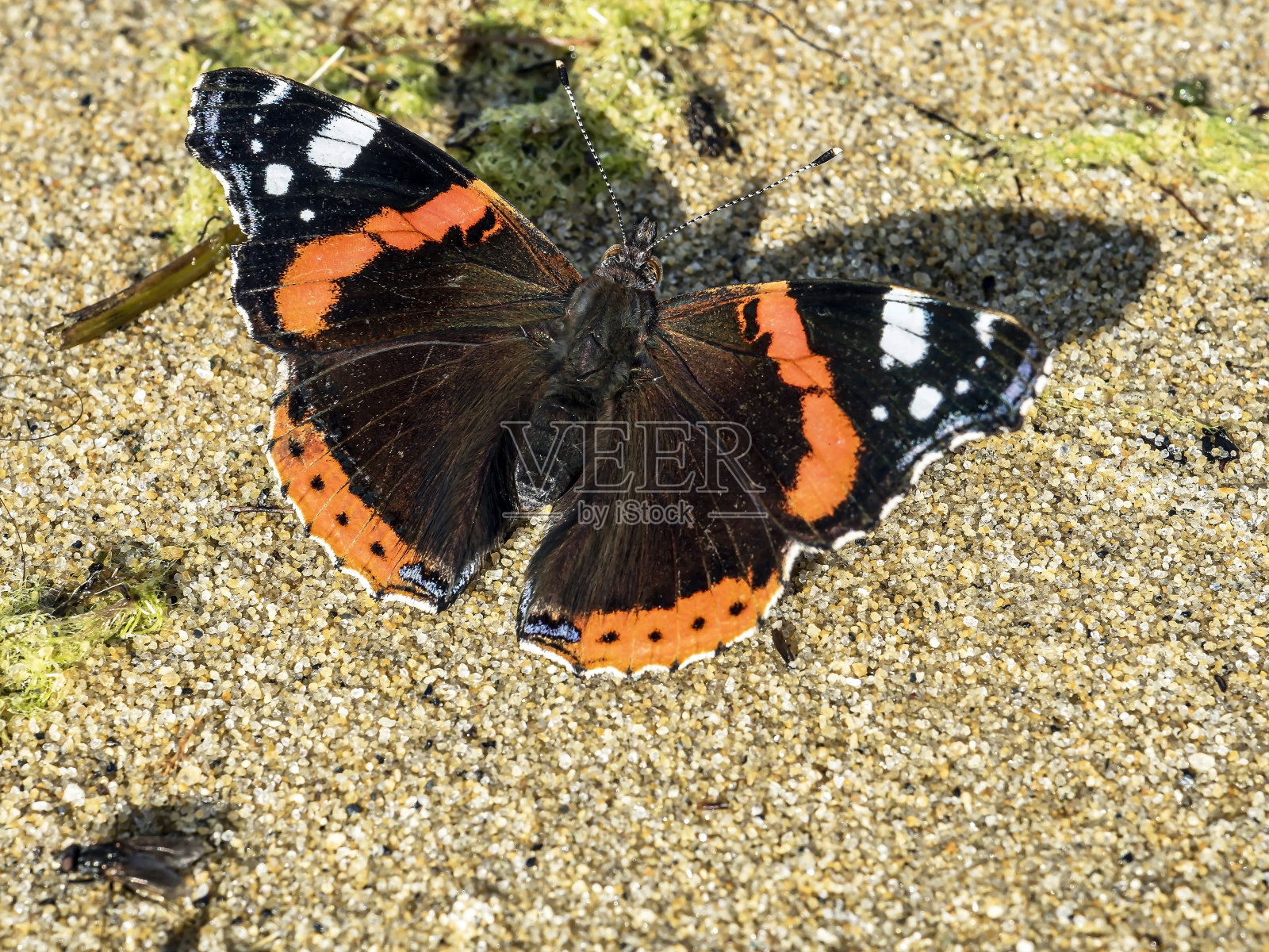 蝴蝶红上将在湖岸照片摄影图片