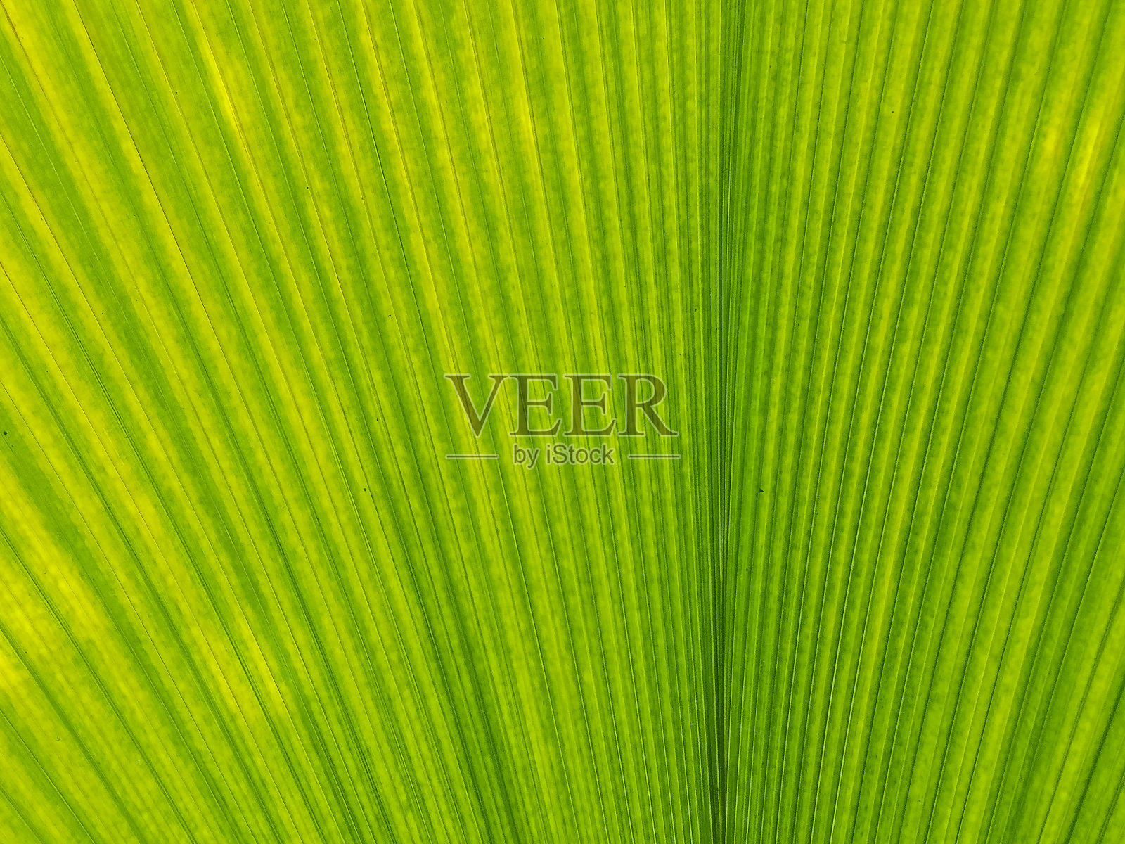 绿叶的纹理照片摄影图片