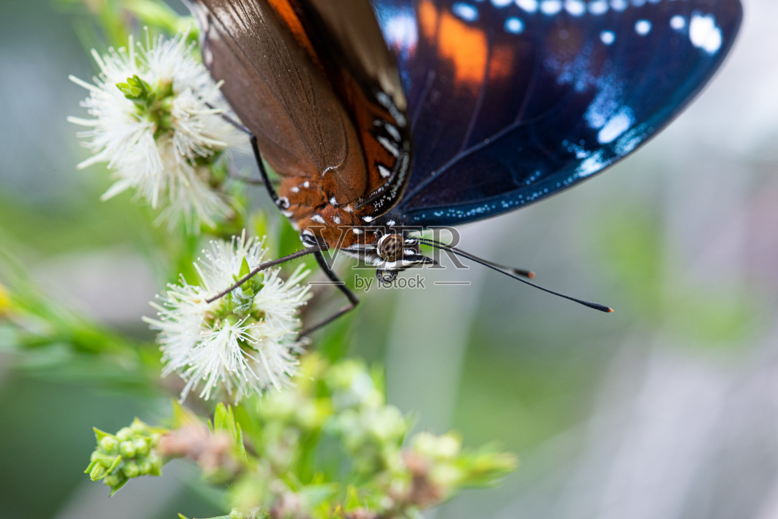 蝴蝶照片摄影图片