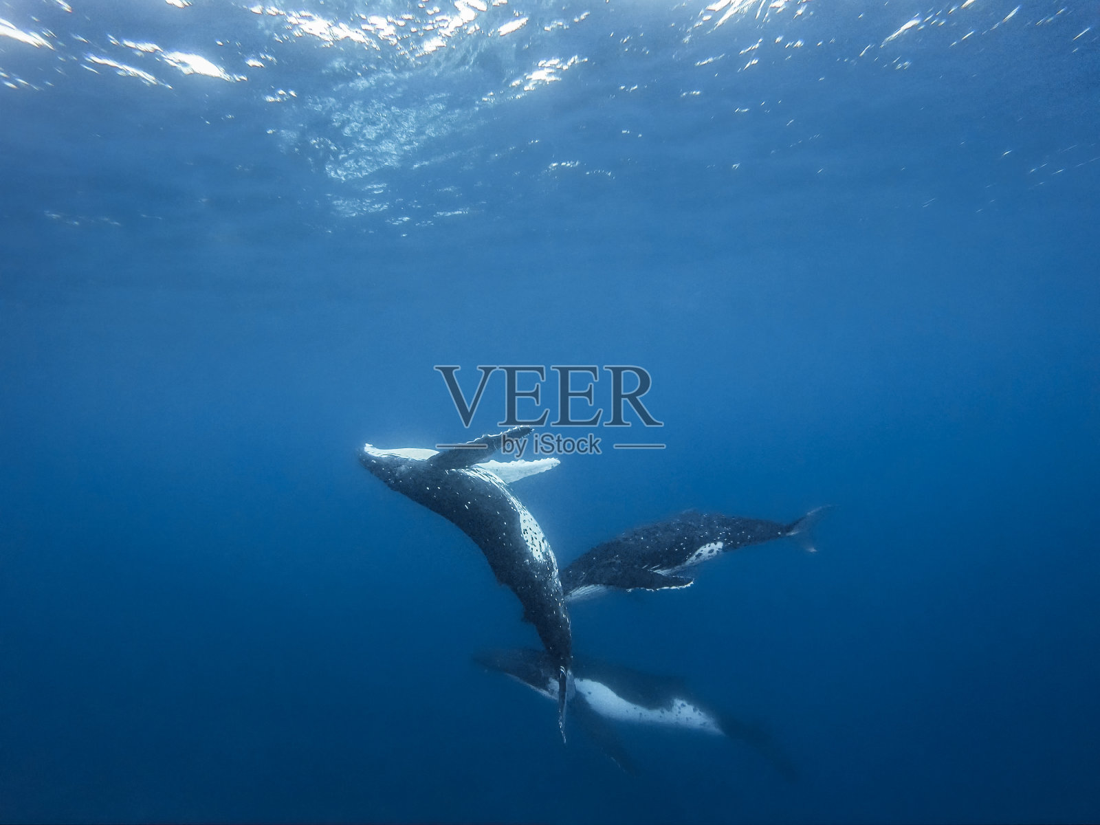 鲸鱼在莫雷阿岛照片摄影图片