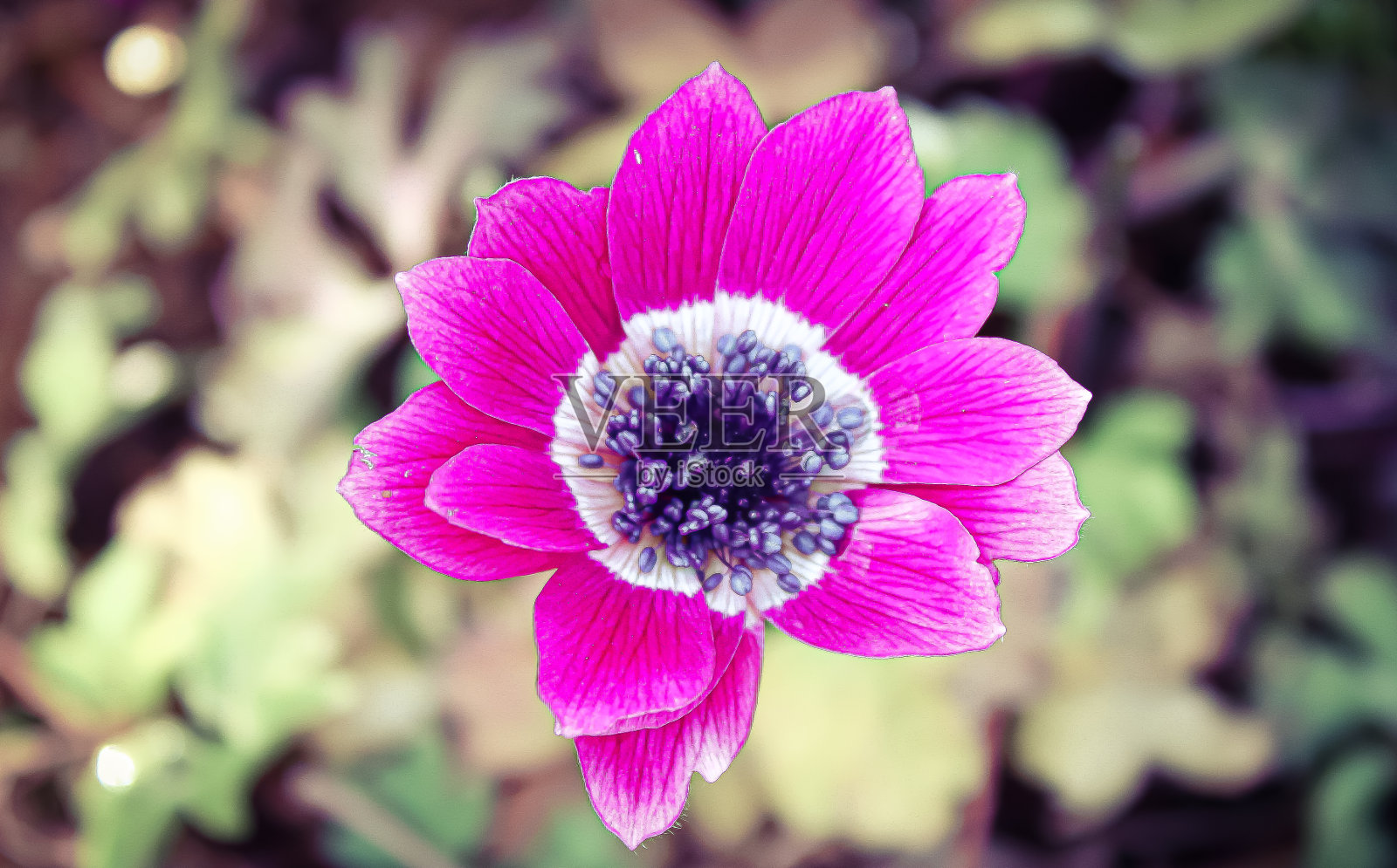 春天的花朵照片摄影图片