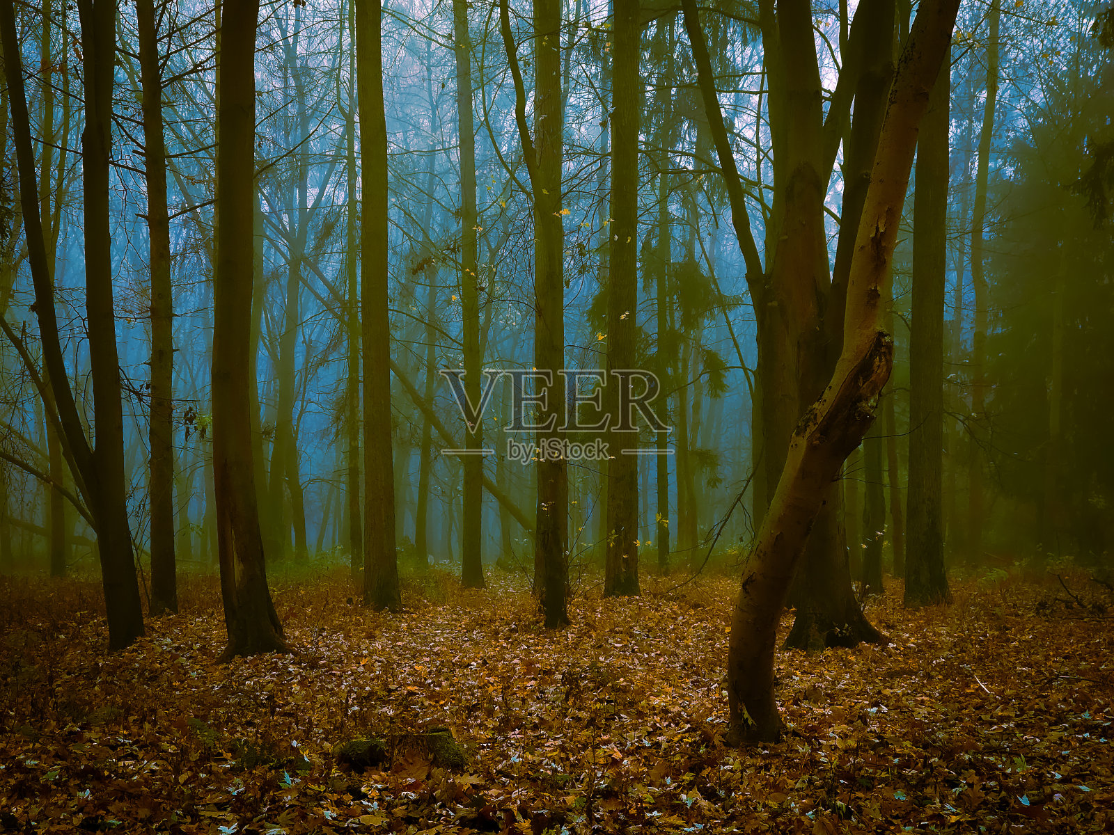 有落叶的魔法黑暗森林。照片摄影图片