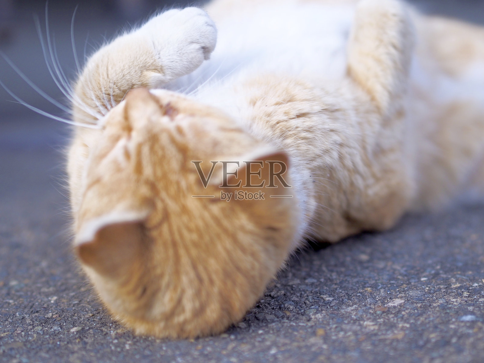 猫在地上打滚照片摄影图片