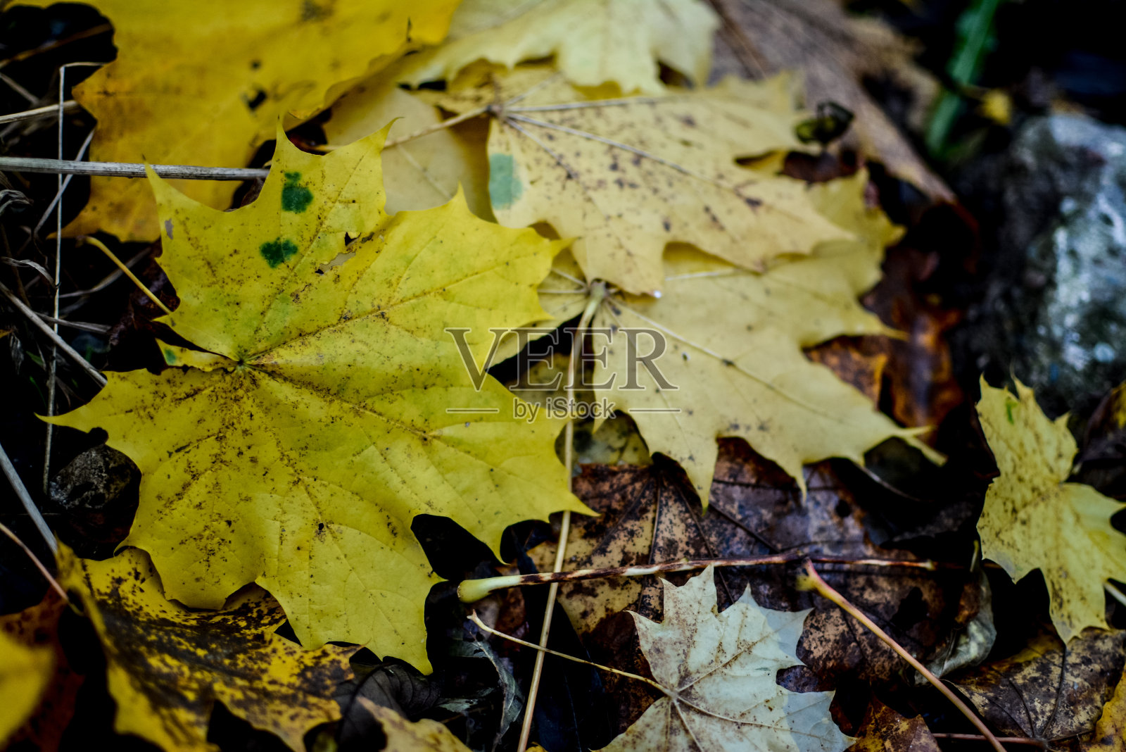 秋雨里的黄叶照片摄影图片