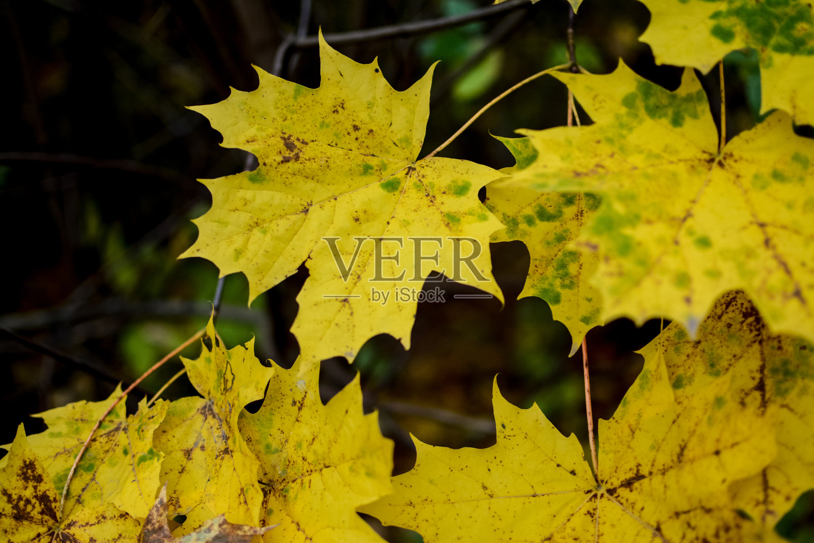 秋雨里的黄叶照片摄影图片
