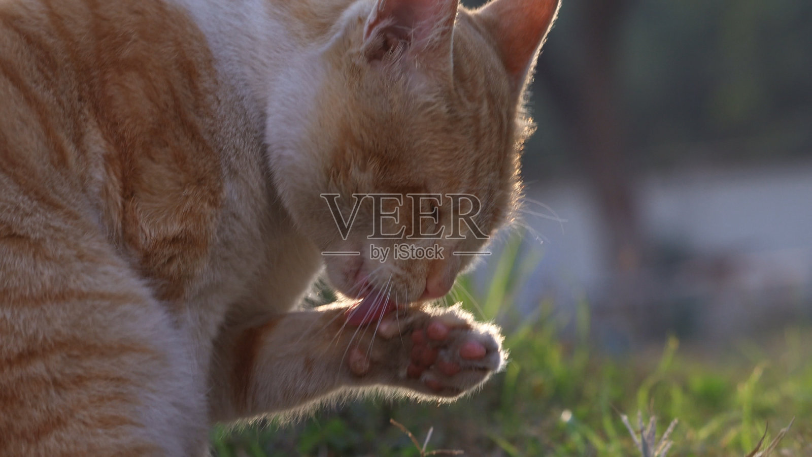 那只猫照片摄影图片