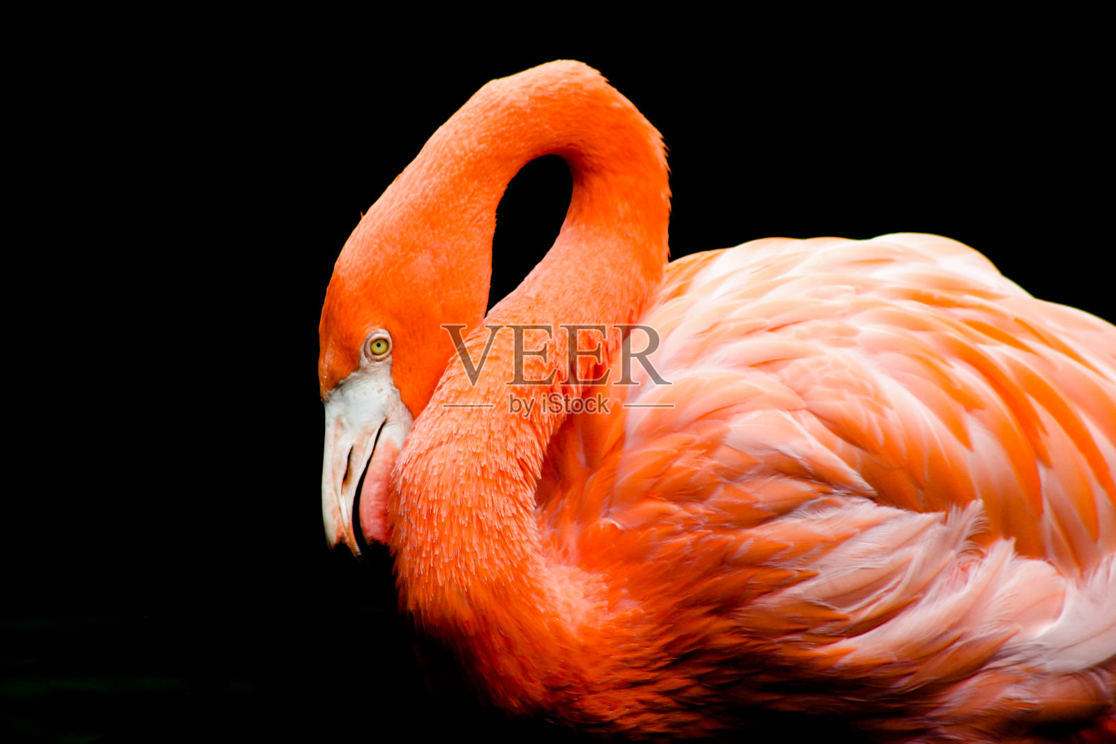 黑色背景下的橙色火烈鸟照片摄影图片