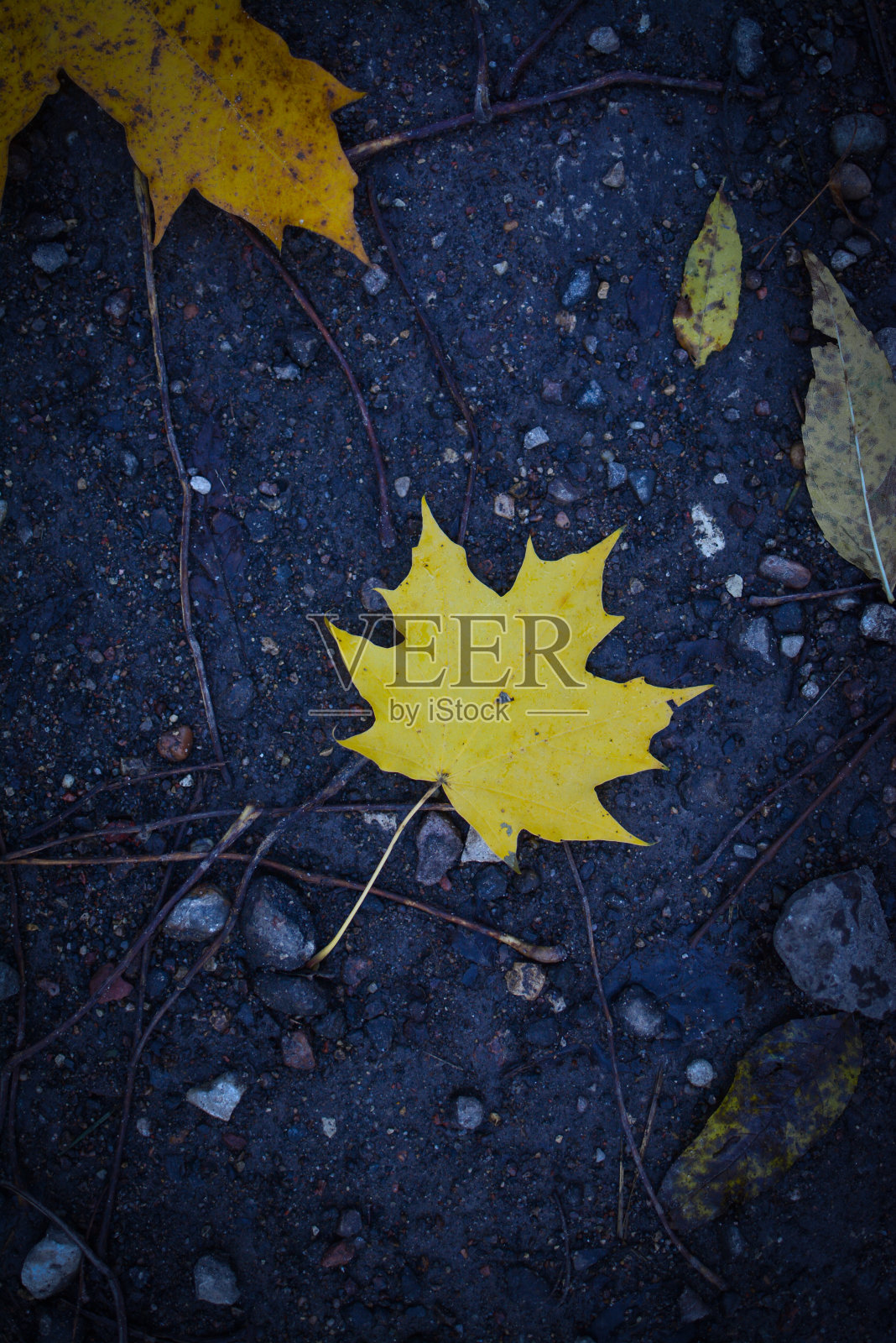 秋雨里的黄叶照片摄影图片