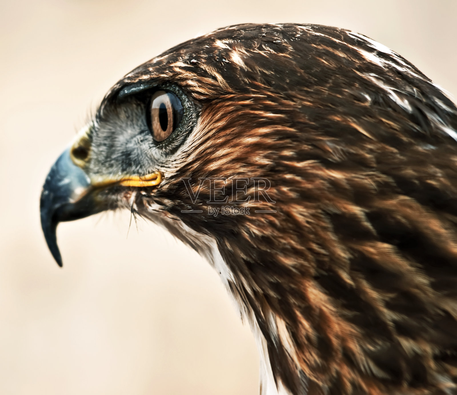 猛禽或猛禽的肖像照片摄影图片