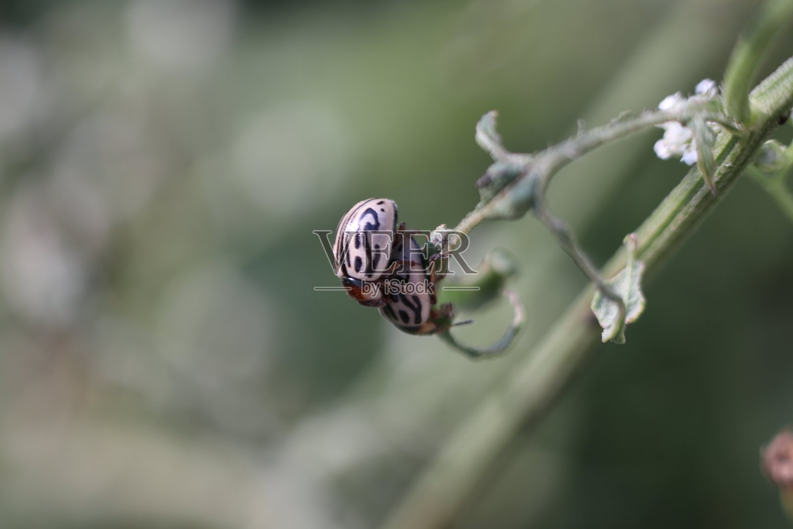 昆虫照片摄影图片