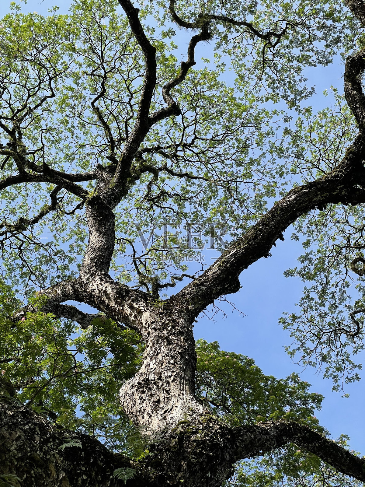 塔西克公园照片摄影图片