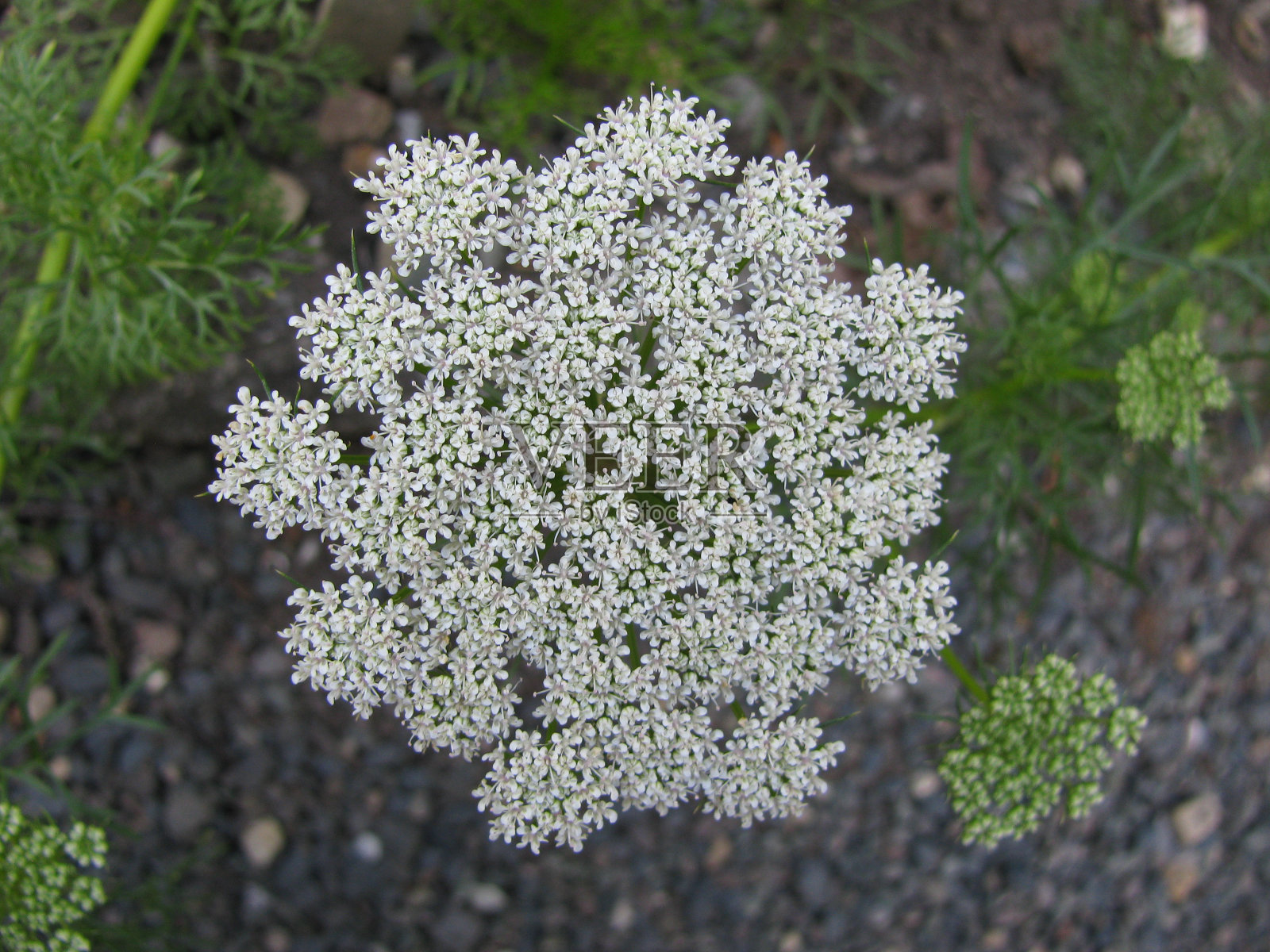 花园里盛开着美丽的花朵照片摄影图片