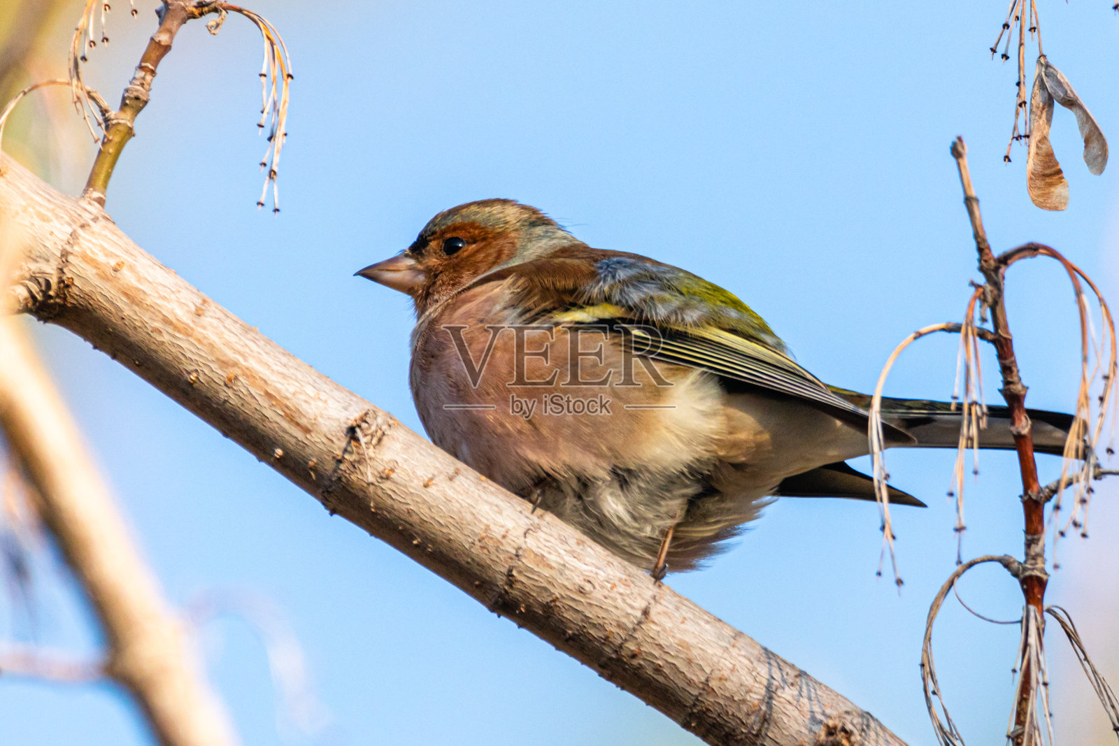 一只普通的苍头燕雀栖息在树枝上照片摄影图片