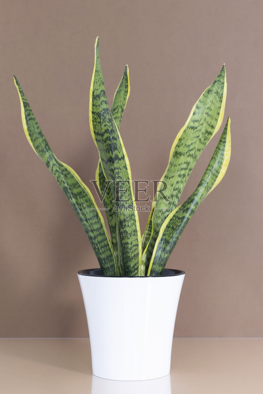 在棕色背景的米色桌子上一个现代的白色花盆里的家植物三色山竹。照片摄影图片