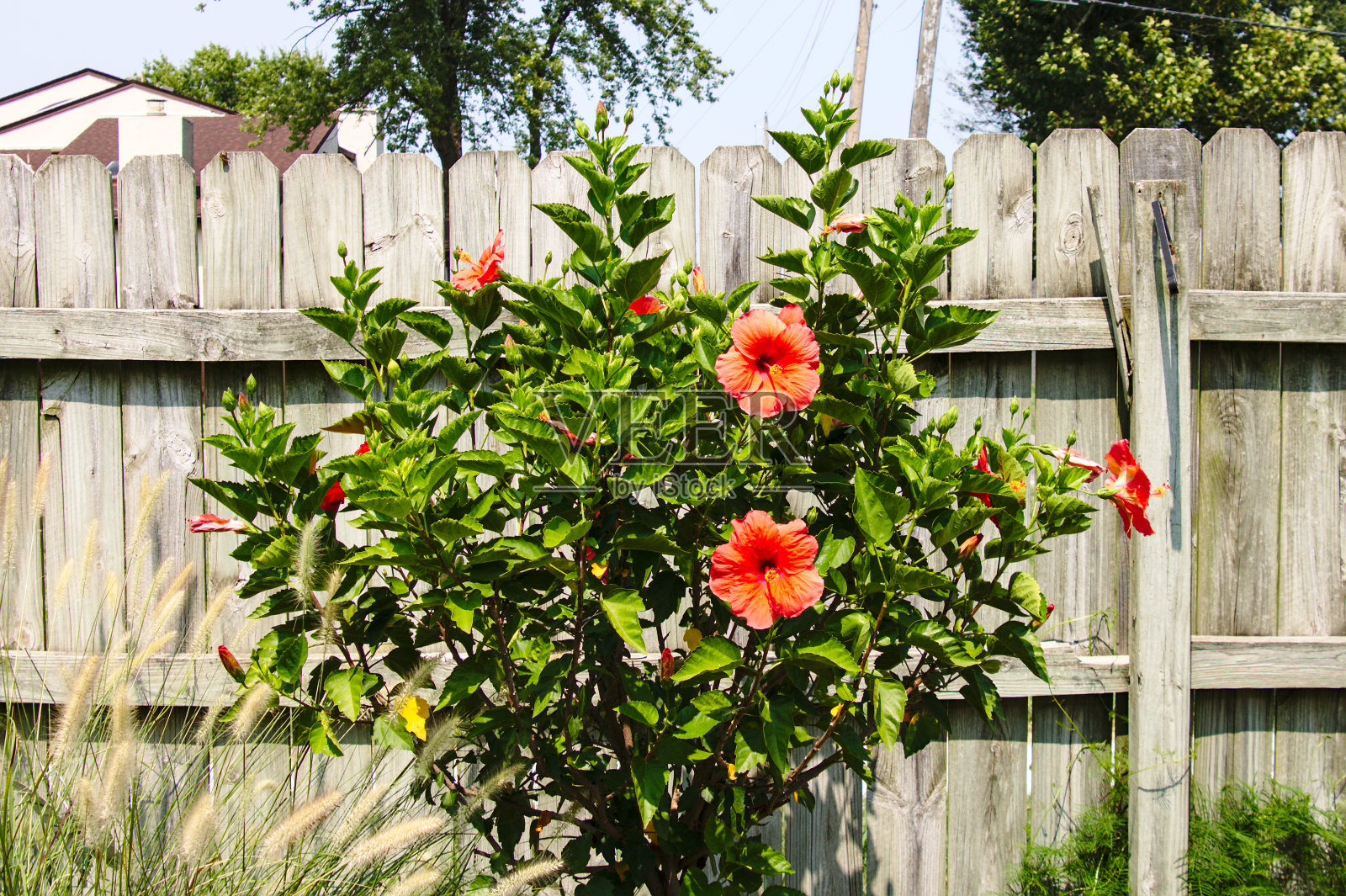 漂亮的花丛照片摄影图片