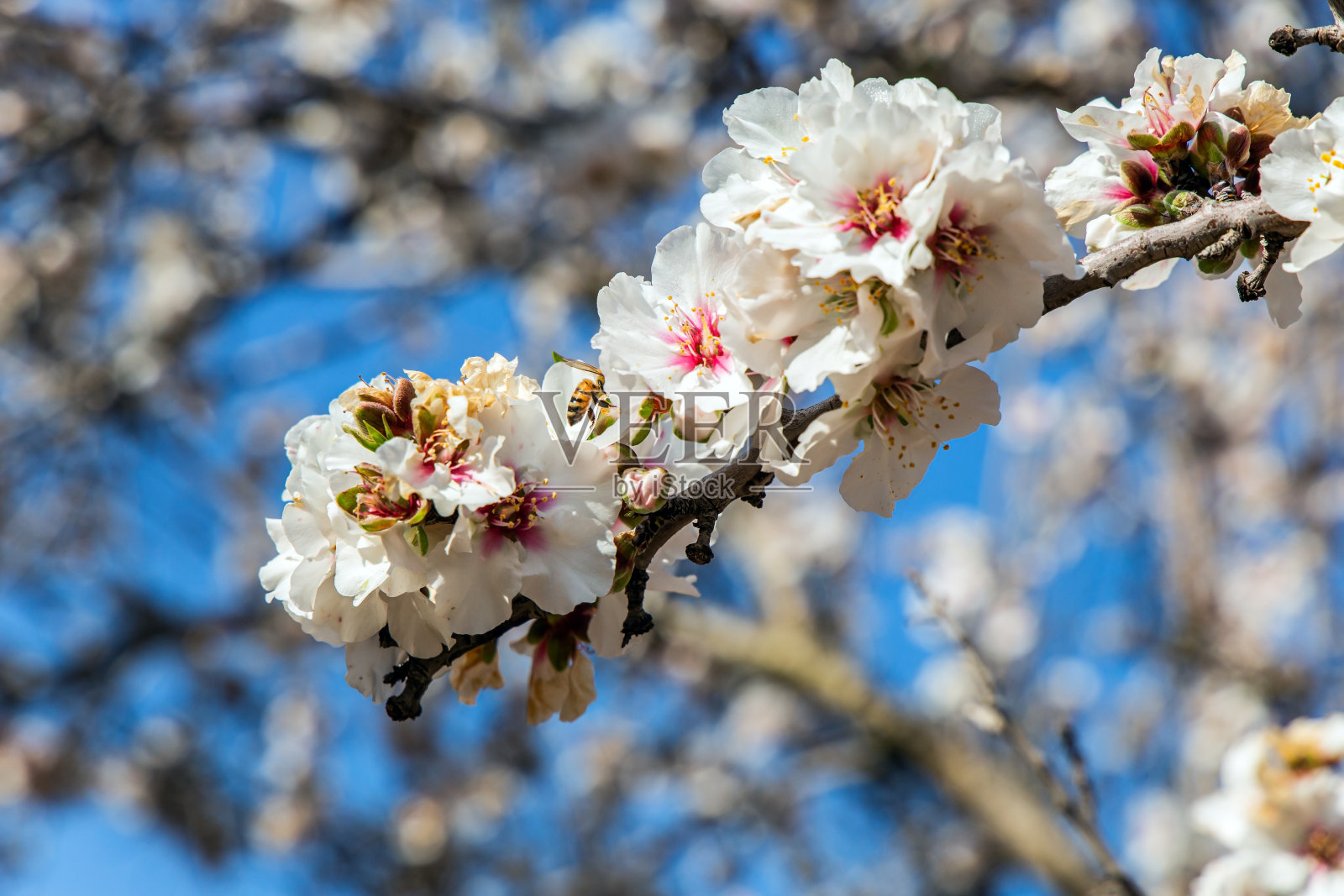 蜜蜂收集花粉照片摄影图片