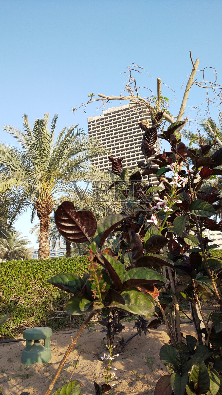 红叶白花相映生辉的美丽景色。照片摄影图片