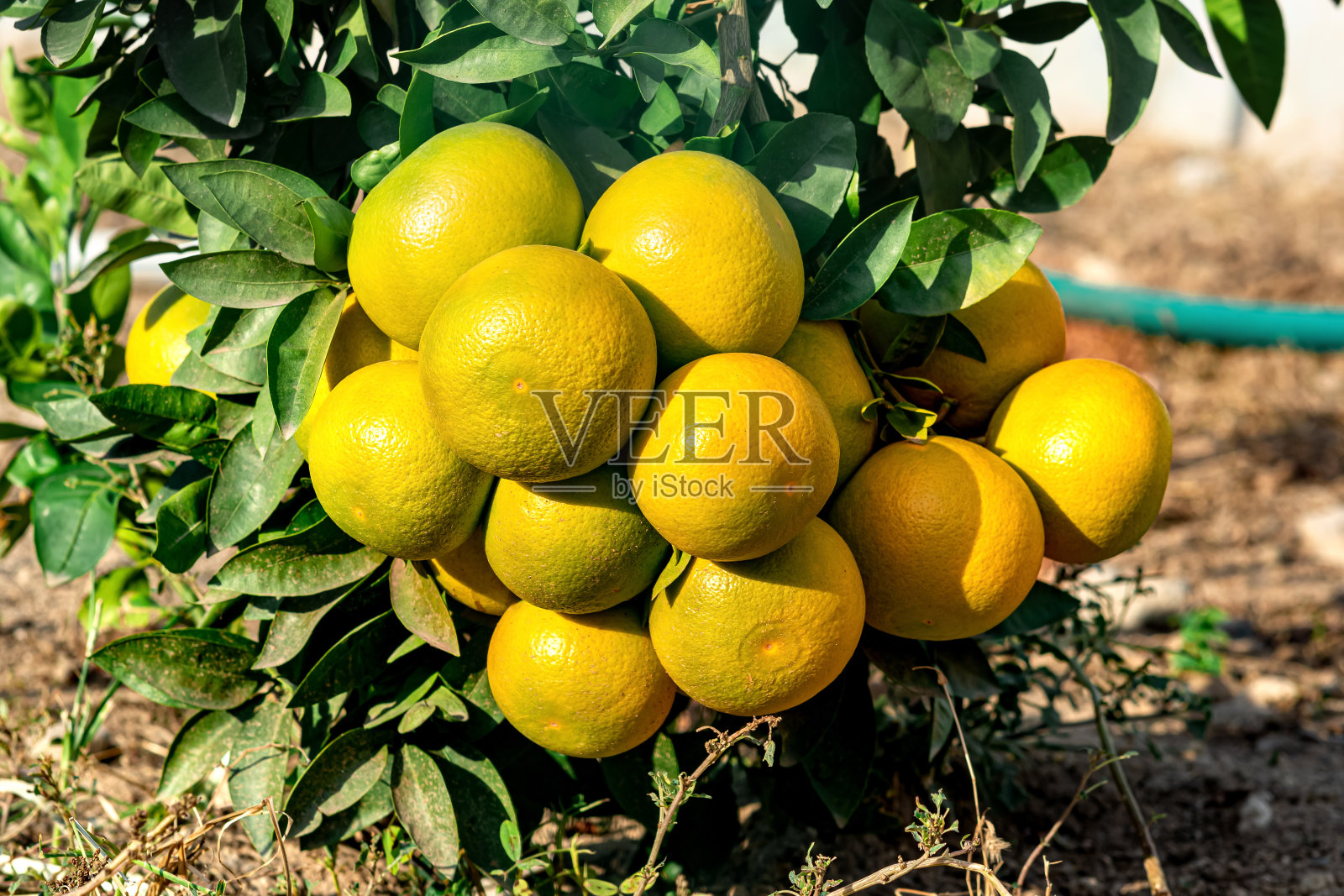 花园里的树上有一串成熟的橘子照片摄影图片