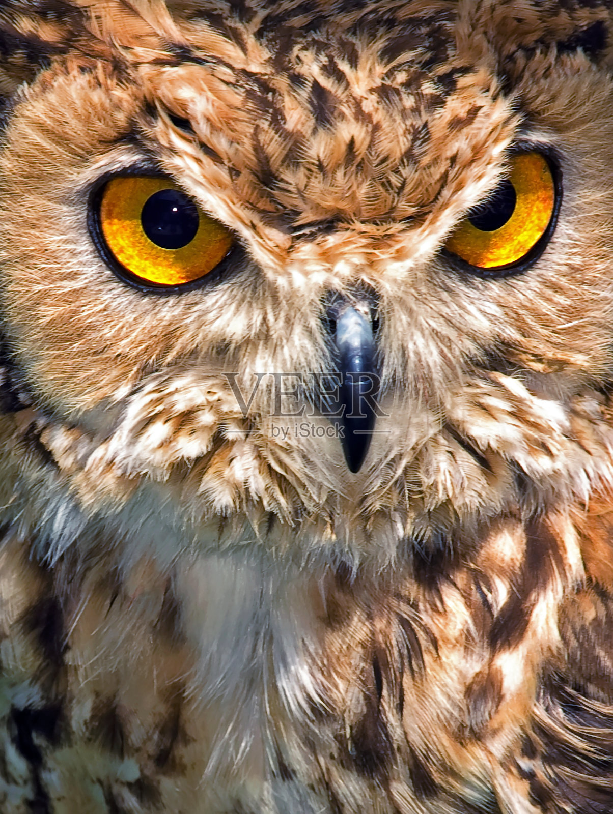 角鹰、猫头鹰、猛禽照片摄影图片