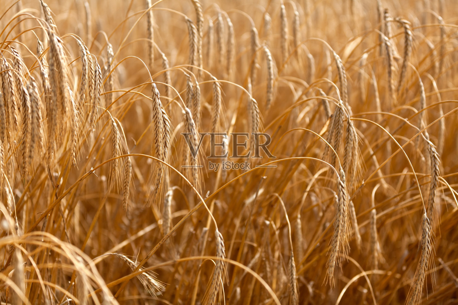 广阔的麦田视野照片摄影图片