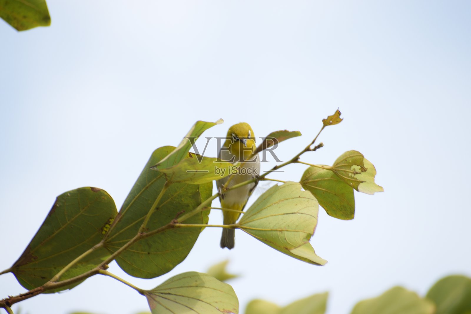 伪装麻雀照片摄影图片