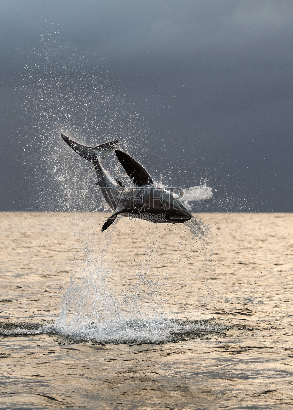 撞击大白鲨。黎明的天空和乌云的背景。学名:Carcharodon carcharias。南非。照片摄影图片
