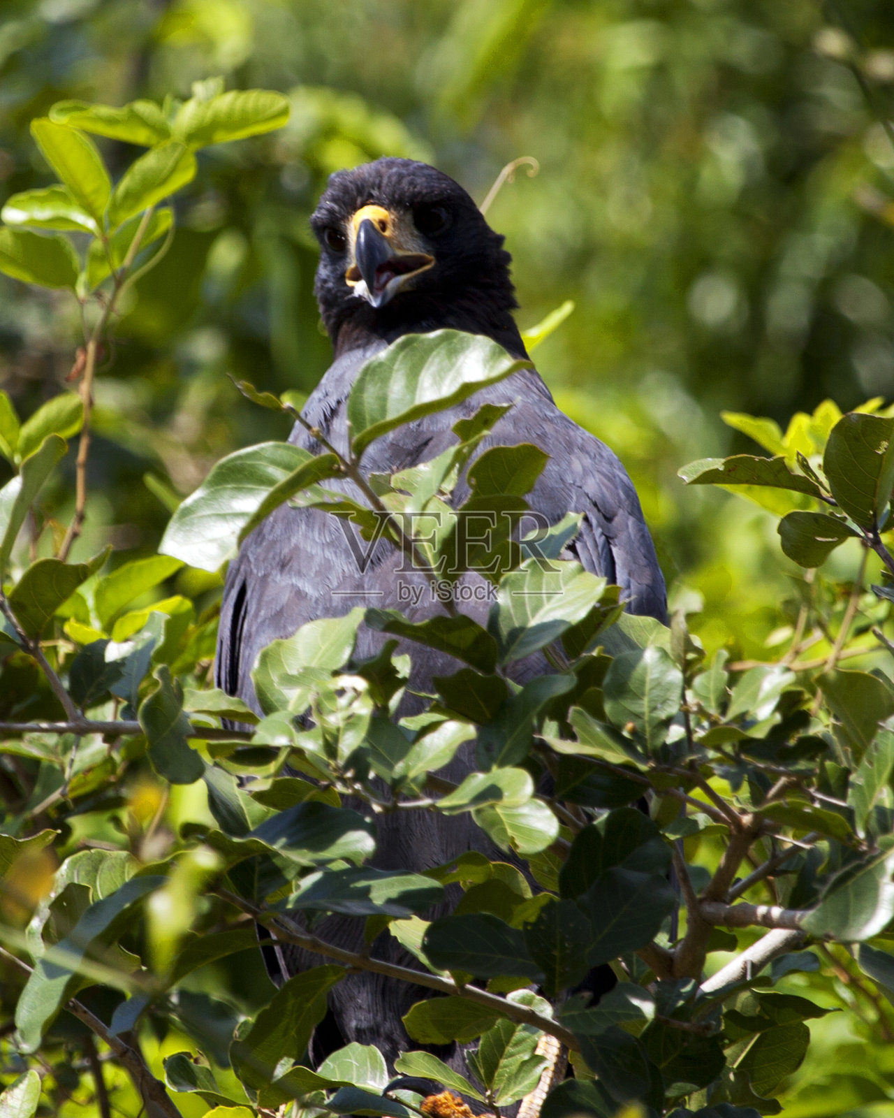 大黑鹰的特写肖像(Buteogallus urubitinga)栖息在玻利维亚的潘帕斯德尔亚库马的树上。照片摄影图片