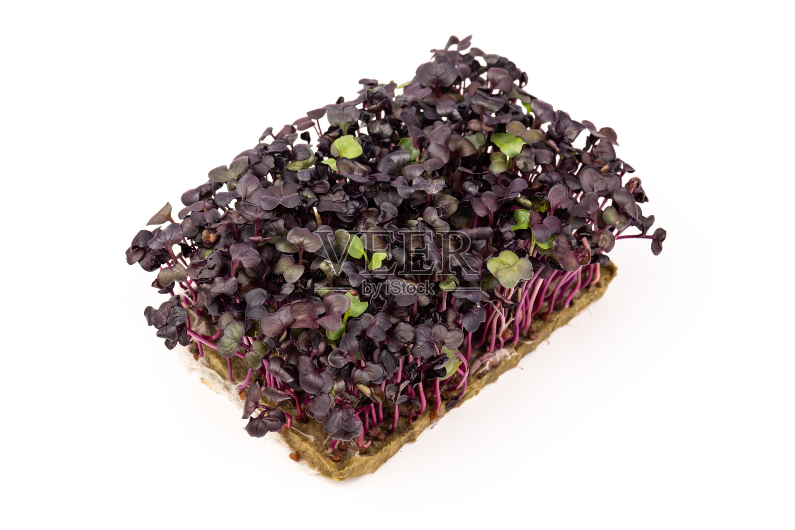 新鲜的紫萝卜芽孤立在白色上。在。照片摄影图片