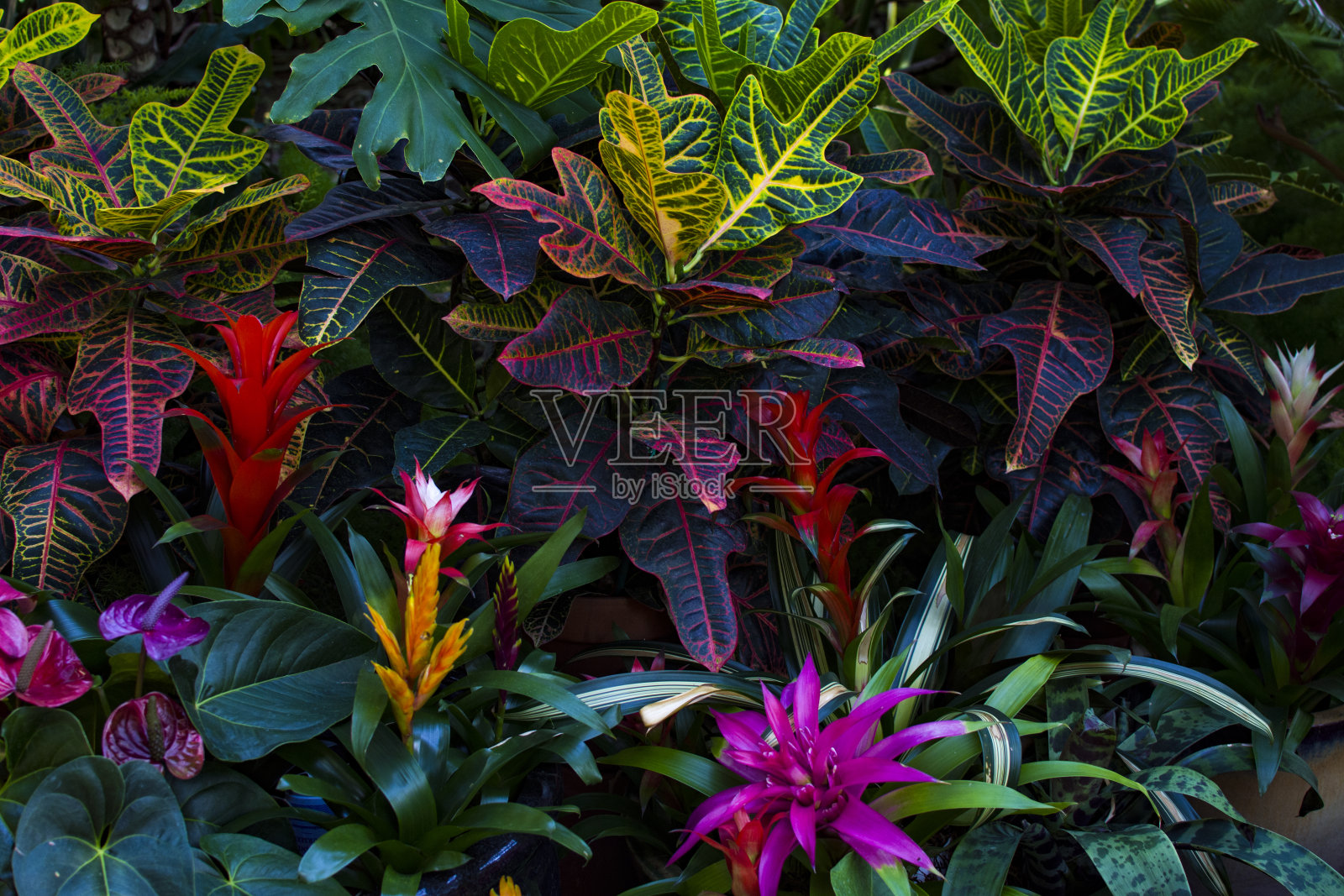 植物园照片摄影图片