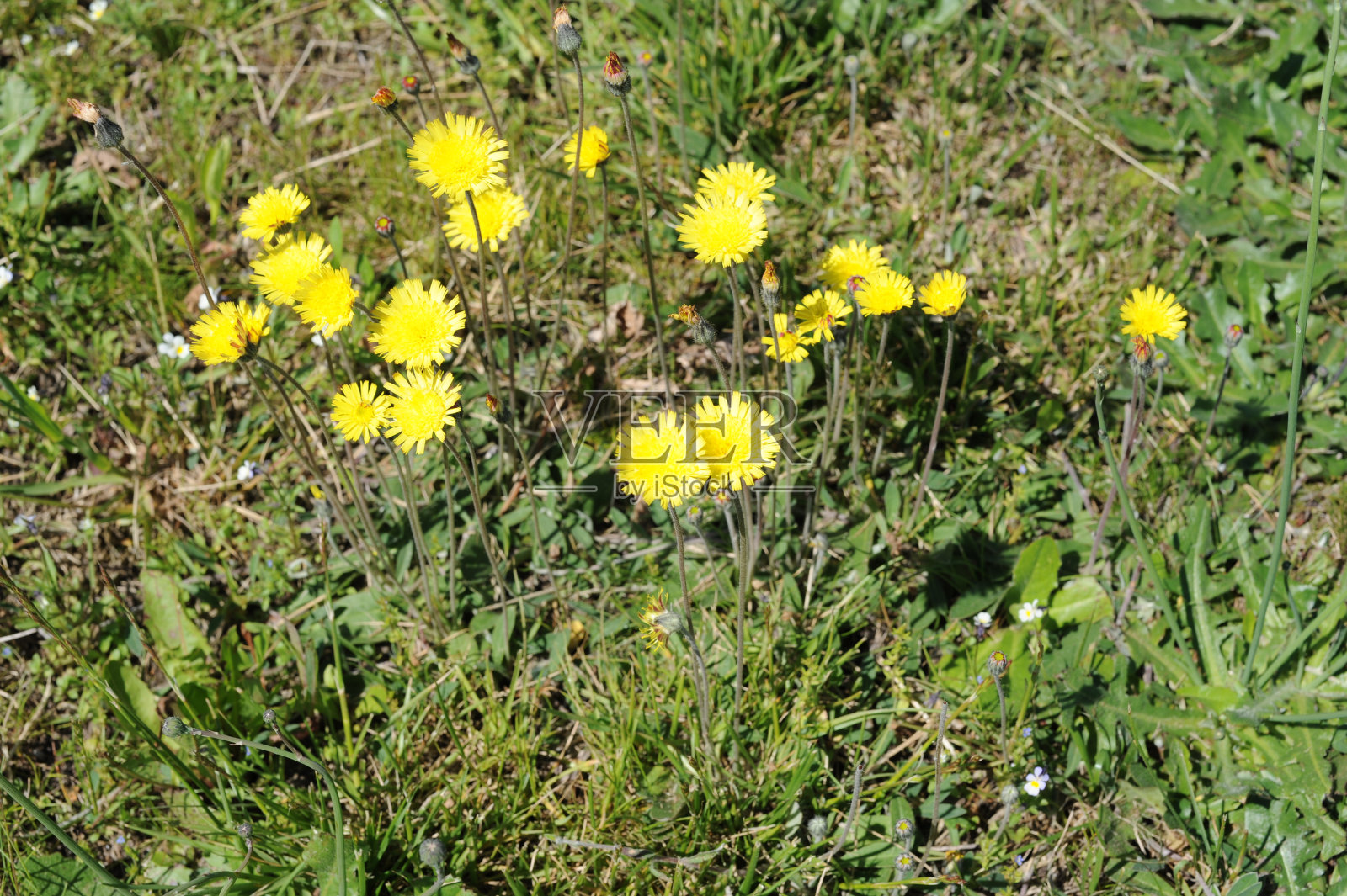 黄色的蒲公英花盛开在绿色的草地上照片摄影图片