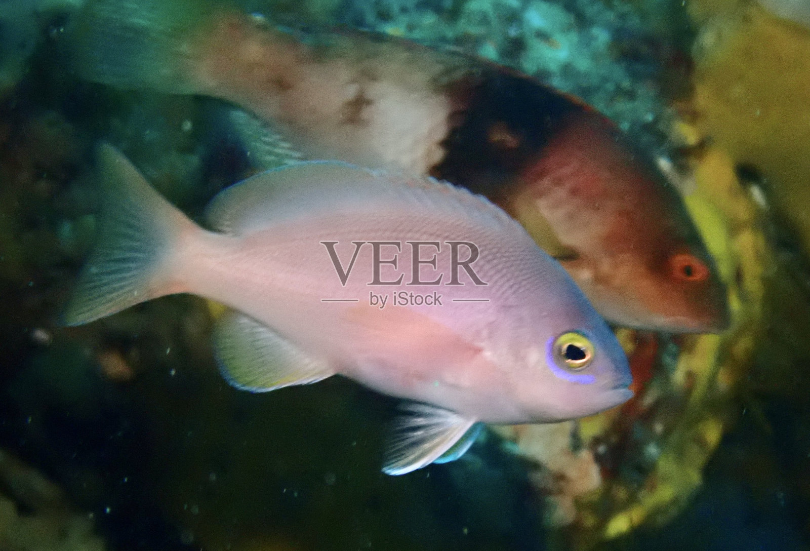 理发师鲈鱼鱼照片摄影图片