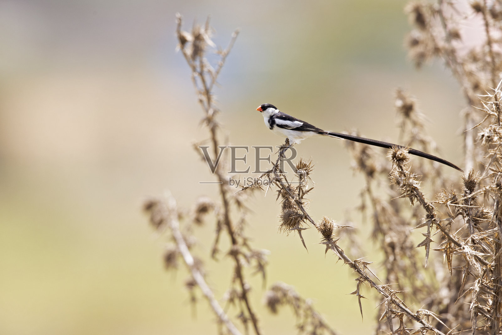 栖息在灌木丛中的针尾whydah。照片摄影图片